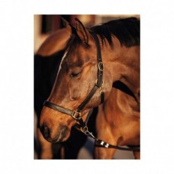 LICOL CUIR MARRON PONEY