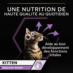 Cat Kitten Poulet Boîte