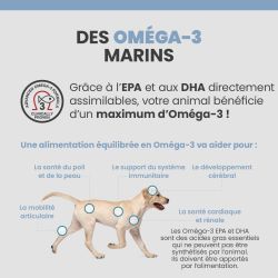 Les bénéfices des Oméga-3 pour le chien diabétique