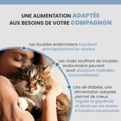 Alimentation adaptée aux besoins des chats avec pathologies endocrines