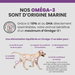 Bienfaits des Oméga-3 sur le corps du chien senior