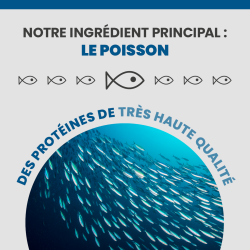 Le poisson, la principale source de protéines des terrines Specific FKW