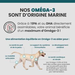 Bénéfices des oméga-3 sur le corps du Chien