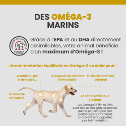 Bénéfices des oméga-3 marins sur le chiot de race moyenne.