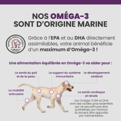 Bienfaits des oméga-3 marins sur le corps du chien