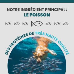 Le poisson l'ingrédient principal de la terrine Specific CRW-1.