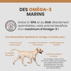 Bienfaits des Omega-3 dans le corps du chien.