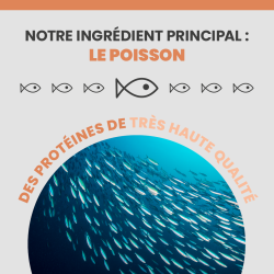 Le poisson, l'ingrédient principal de l'alimentation pour chat Specific FDD-HY