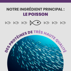 L'ingrédient principal est le poisson pour les croquettes Specific FGD Senior.