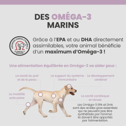 Bénéfices de l'Oméga-3 sur le chien.