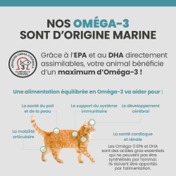 Bénéfices de l'Oméga-3 sur le corps du chat.
