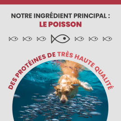 Poisson : l'ingrédient principal de la croquette Specific CXD-S.