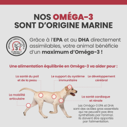 Les bienfaits de l'oméga-3 marins sur le corps du chien.