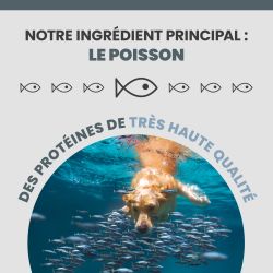 Poisson : protéine des croquettes Specific CJD Joint Support.