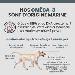 Bienfaits des Oméga-3 sur le corps du chien.