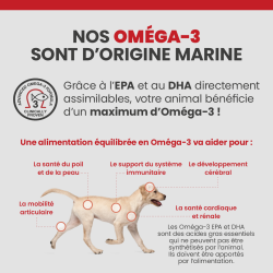 Les bénéfices des acides gras Oméga-3 sur la santé des articulations, du pelage et de la peau du chien.