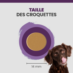 La taille d'une croquette Specific CGD-XL.