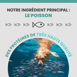 L'ingrédient principale de l'alimentation Specific CRD-2 est le poisson.