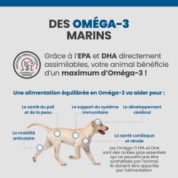 Les bénéfices des acides gras Oméga-3 sur la santé des articulations, du pelage et de la peau du chien.