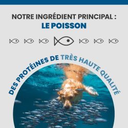 L'ingrédient principale de l'alimentation Specific CKW est le poisson.