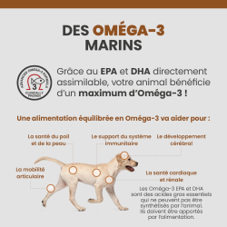 Les bénéfices des acides gras Oméga-3 sur la santé des articulations, du pelage et de la peau du chien.