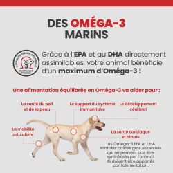 Les bénéfices des acides gras Oméga-3 sur la santé des articulations, du pelage et de la peau du chien.