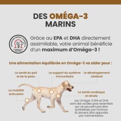 Les bénéfices des acides gras Oméga-3 sur la santé des articulations, du pelage et de la peau du chien.