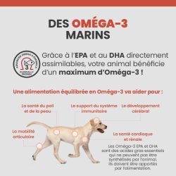 Les bénéfices des acides gras Oméga-3 sur la santé des articulations, du pelage et de la peau du chien.