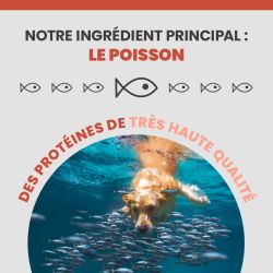 L'ingrédient principale de l'alimentation Specific CDD est le poisson.