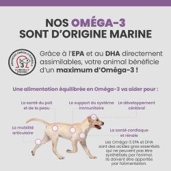 Bénéfices des Oméga-3 sur le corps, le pelage et la peau du chien senior de petite race.