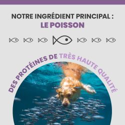L'ingrédient principal des croquettes Specific CGD-S est le poisson.