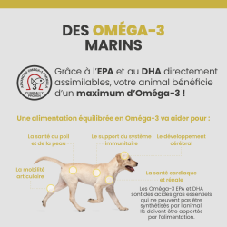 Les bénéfices des acides gras Oméga-3 sur la santé des articulations, du pelage et de la peau du chien.