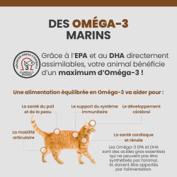 Les bénéfices des acides gras Oméga-3 sur la santé des articulations, du pelage et de la peau du chat.