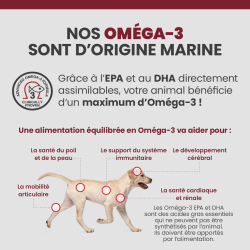 Les bienfaits des Oméga-3 sur le corps, le pelage et la peau du chien.