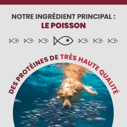 Croquette Specific CXD-XL contient du poisson.