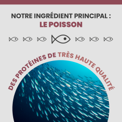 Le principal ingrédient de l'alimentation Specific FND est le poisson.