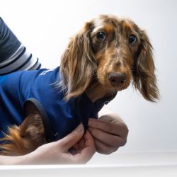 Référence longueur du dos pour taille Vetbody adapté au chien.