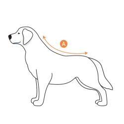 Chien avec le body de protection Vetbody.