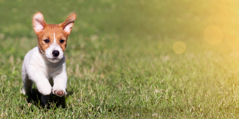 Prendre soin de la mobilité de son chien