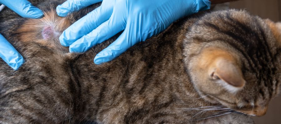 Chat exposé aux moustiques et phlébotomes en visite chez le vétérinaire.