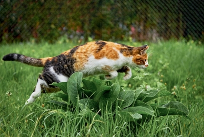 Comment bien nourrir votre chat ? 