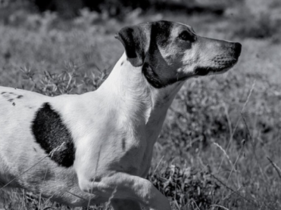 Chien stérilisé : comment l’alimenter ?