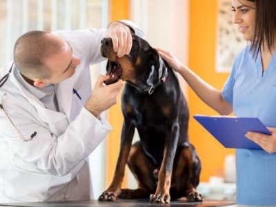 Problèmes de tartre chez le chat et le chien : c’est grave docteur ?