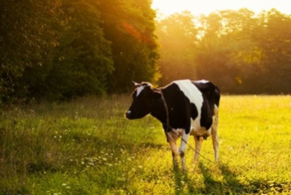La mise à l’herbe est une période critique dans la vie d’une vache !