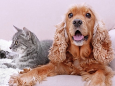 Prévenir les maladies urinaires chez le chien et le chat