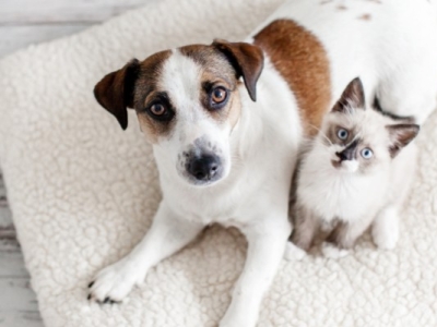L’hygiène régulière du chien et du chat : quelques conseils pratiques