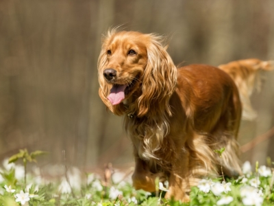 Comment bien entretenir la peau de son chien ?