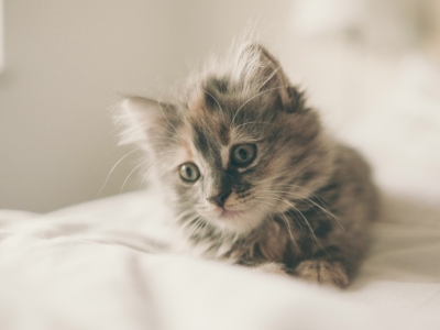 Nourrir son chaton : Comment bien répondre à ses besoins