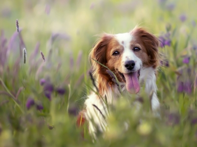 Quel type d'alimentation choisir pour son chien ou son chat stérilisé ?