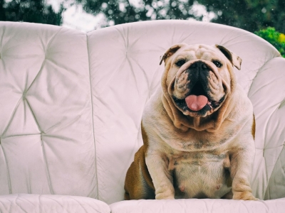 La gestion du poids chez le chien